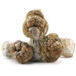 Shrooms - Daddy Long Legs