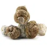 Shrooms - Daddy Long Legs