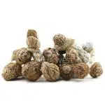 Wholesale - Shrooms - Daddy Long Legs