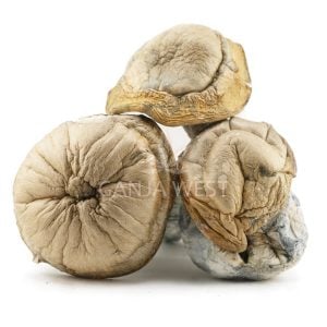 Shrooms - Hillbilly Pumpkin