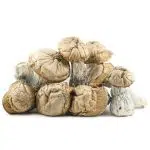 Wholesale - Shrooms - Hillbilly Pumpkin