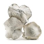 Shrooms - Jedi Mindfuck