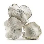 Wholesale - Shrooms - Jedi Mindfuck - Image 2