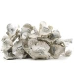 Shrooms - Jedi Mindfuck - Image 2