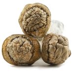 Shrooms - Penis Envy