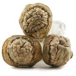 Shrooms - Penis Envy