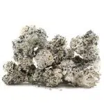 Shrooms - Enigma - Image 2