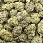 Wholesale Cannabis - Purple Fat Pie - AA