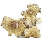 Wholesale Shrooms - Mazapatec - Image 2