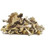 Wholesale Shrooms - Mazapatec