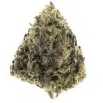 Papaya Slapper A - Hybrid