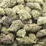 Papaya Slapper A - Hybrid - Image 3