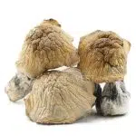 Shrooms - Texas Yellow Cap