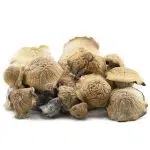 Wholesale Shrooms - Texas Yellow Cap