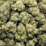 Cherry Breath AAAA - Hybrid - Image 3