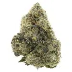 C.M. x Burmese Craft - Indica