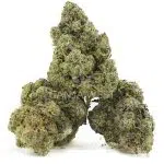 C.M. x Burmese Craft - Indica - Image 2