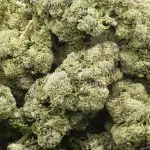 C.M. x Burmese Craft - Indica - Image 3