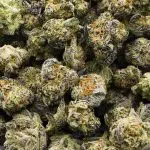 Wholesale Popcorn - Cobra Oprah - Craft