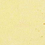 Budder - Tom Ford Bubba Kush - Indica - Image 2