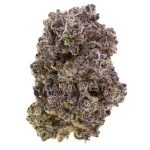 Great White Shark Craft - Indica