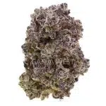 Great White Shark Craft - Indica