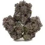Great White Shark Craft - Indica - Image 2