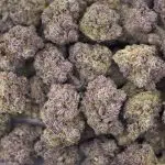 Great White Shark Craft - Indica - Image 3