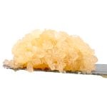 Caviar - Bananaconda - Hybrid