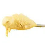 Live Resin - Cotton Candy Zkittlez - Indica