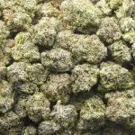Master Skunk AAA - Hybrid - Image 3