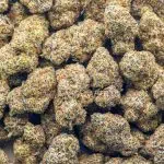 Blue Candy Gelato Craft - Hybrid - Image 3