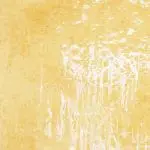 Shatter - Blue Sugar Cookies - Sativa - Image 2