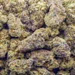 Wholesale - Gelatti Kush Mintz - Craft