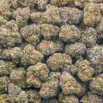 Wholesale - Nightmare OG - AAA