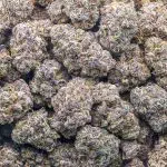 Razzberry Gas Tank Craft - Indica - Image 3