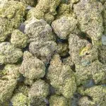 Tuna Kush AAAA - Indica - Image 3