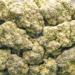 Cookie Crisp AAAA - Hybrid - Image 3