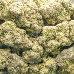 Cookie Crisp AAAA - Hybrid - Image 3