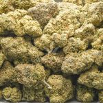 Jungle Fire AAA - Hybrid - Image 3