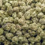 Lamb's Breath AAAA Popcorn - Sativa - Image 2