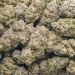 Peyote Purple AAA - Indica - Image 3