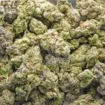 Rockstar Tuna AA - Indica - Image 3