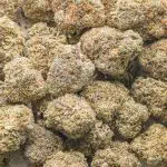 Tundra Skunk AAAA - Hybrid - Image 3