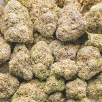 Wedding Cake AAA - Indica - Image 3