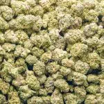 ACDC Cookies AAAA Popcorn - Hybrid - Image 2