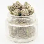 Grape Zorilla Craft Popcorn - Hybrid