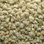 Hawaiian Candy AAA Popcorn - Sativa - Image 2