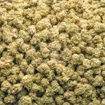 Wholesale Popcorn- Romulan Haze - A