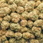 Vanilla Haze AA - Sativa - Image 3